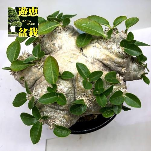 コーデックス：パキポディウム　ブレビカウレ　恵比寿笑い 　発根済*塊根幅14ｃｍ　現品！一品限り(22264円)