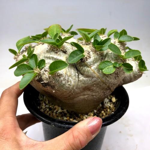 限定素材を使用 コーデックス：パキポディウム　ブレビカウレ　恵比寿笑い 　発根済*塊根幅14ｃｍ　現品！一品限り 【WSO6110079645】(22264円)