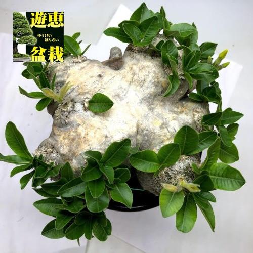 コーデックス：パキポディウム　ブレビカウレ　恵比寿笑い 　発根済*塊根幅14ｃｍ　現品！一品限り