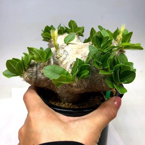 2026年 コーデックス：パキポディウム　ブレビカウレ　恵比寿笑い 　発根済*塊根幅14ｃｍ　現品！一品限り 【VQL6665538970】(24288円)