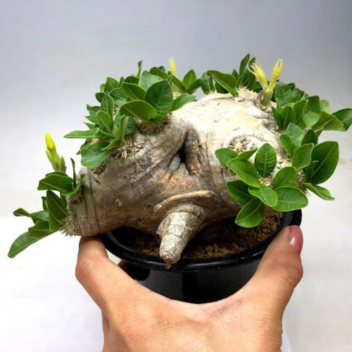 2026年 コーデックス：パキポディウム　ブレビカウレ　恵比寿笑い 　発根済*塊根幅14ｃｍ　現品！一品限り 【VQL6665538970】(24288円)