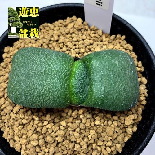 臥牛 ガステリア 厚舌 楽天市場】多肉植物：ガステリア 臥牛*幅6cm 現品！一品限り