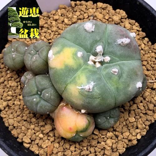 サボテン：ロフォフォラ 烏羽玉錦（うばたまにしき）自根*幅6cm 現品