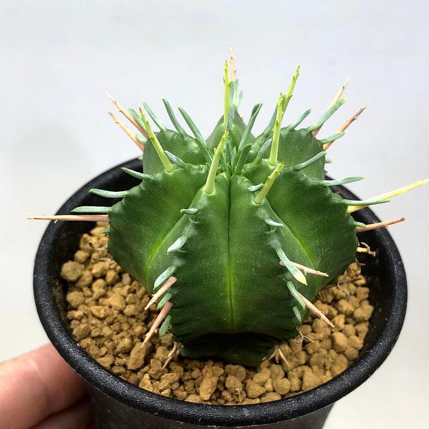多肉植物 ユーフォルビア 笹蟹丸 ｓ 幅4 5ｃｍ S7657v 遊恵盆栽 Yahoo 店 通販 Yahoo ショッピング