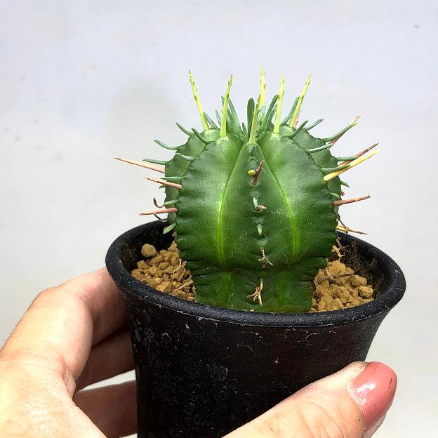 多肉植物 ユーフォルビア 好評受付中 笹蟹丸 ｓ 幅4 5ｃｍ