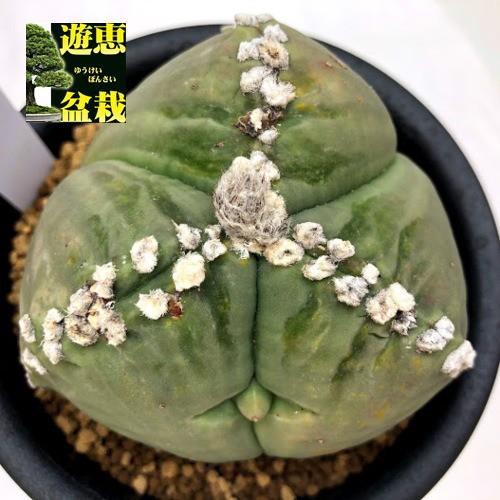 サボテン：三角碧瑠璃鸞鳳玉（さんかくへきるりらんぽうぎょく）*幅