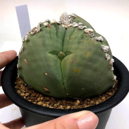 サボテン：三角碧瑠璃鸞鳳玉（さんかくへきるりらんぽうぎょく）*幅