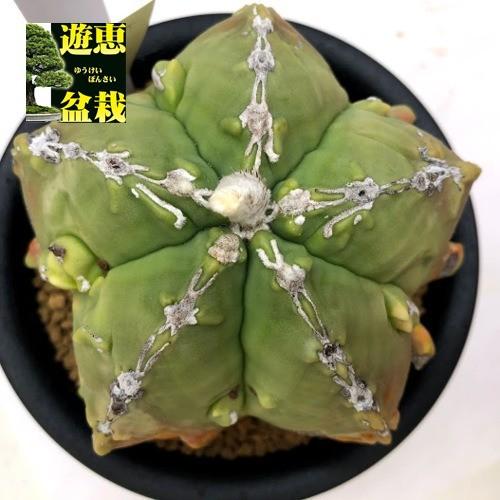 サボテン：奇厳碧瑠璃鸞鳳玉（きがんへきるりらんぽうぎょくにしき