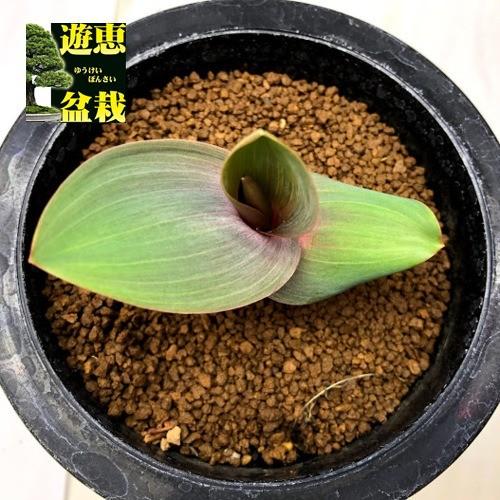 球根植物：エリオスペルマム マッケニー*葉幅7cm 現品！一品限り
