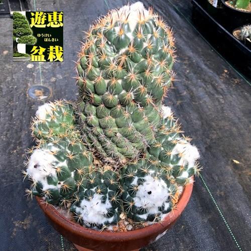 サボテン：コリファンタ 獅子奮迅*幅22cm 現品！一品限り : 遊恵盆栽