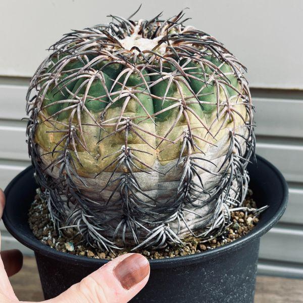 サボテン：ギムノカリキウム 天平丸*幅10.5cm 現品！一品限り ※傷