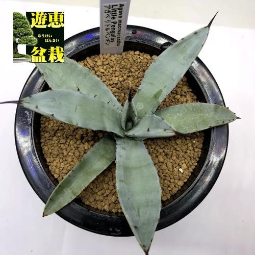 多肉植物：アガベ マクロアカンサ 'リトル ペンギン'*幅13cm 現品