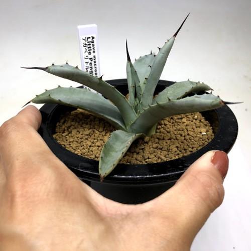 【現品】アガベ　マクロアカンサ　リトルペンギン　ドライガーデン　【期間限定】 アガベ・マクロアカンサ・リトルペンギン 5号【現品販売】※送料