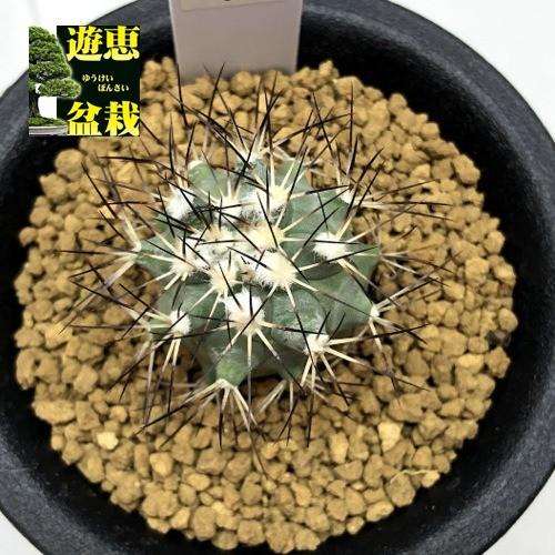 サボテン：ギムノカクタス 黒槍丸*幅2cm : 遊恵盆栽 Yahoo!店 - 通販