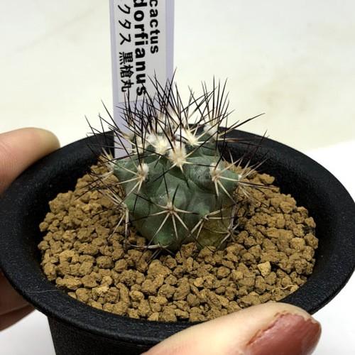 サボテン：ギムノカクタス 黒槍丸*幅2cm : 遊恵盆栽 Yahoo!店 - 通販