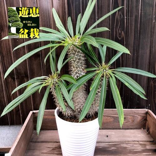 コーデックス：パキポディウム “ラメレイ”(ラメリー)*葉幅45cm 現品
