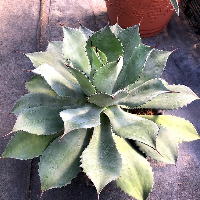 多肉植物：アガベ 風雷神*幅45cm 現品！一品限り : 遊恵盆栽 Yahoo 