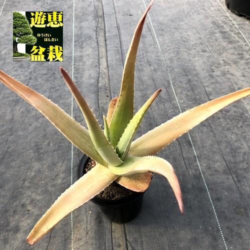 多肉植物 アロエ ベラ 葉幅25ｃｍ S7764v 遊恵盆栽 Yahoo 店 通販 Yahoo ショッピング