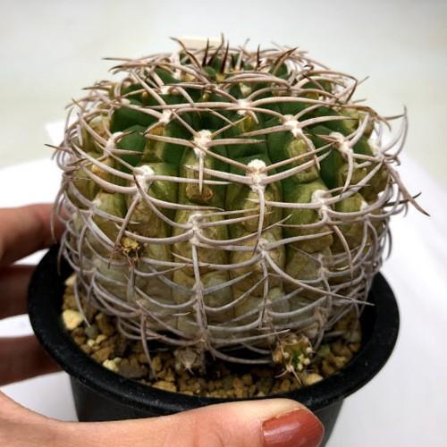 サボテン：ギムノカリキウム 五大州*幅8.5cm 現品！一品限り : 遊恵