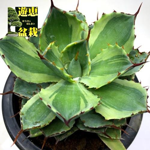 多肉植物：アガベ 吉祥冠錦 覆輪*幅13cm 現品！一品限り ※下葉に傷