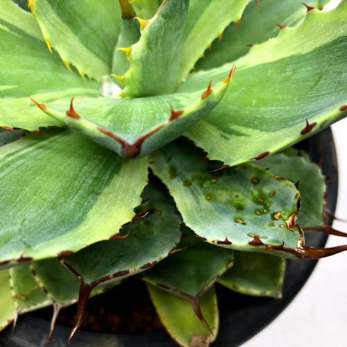 多肉植物：アガベ 吉祥冠錦 覆輪*幅13cm 現品！一品限り ※下葉に傷
