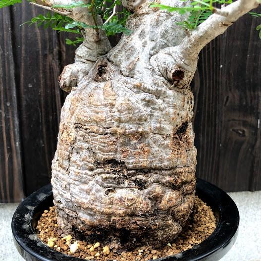 コーデックス：オペルクリカリア パキプス 発根済*幅38cm 現品！一品