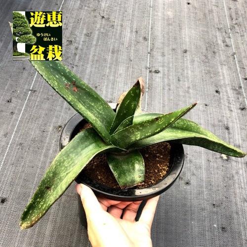 多肉植物：ガステリア エクセルサ*幅40cm 現品！一品限り : 遊恵盆栽