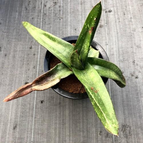 多肉植物：ガステリア エクセルサ*幅40cm 現品！一品限り : 遊恵盆栽