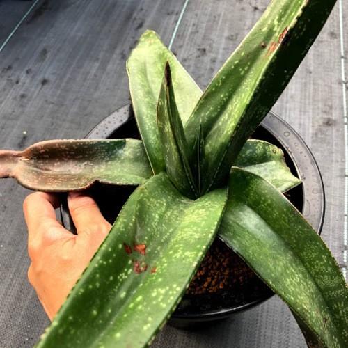 多肉植物：ガステリア エクセルサ*幅40cm 現品！一品限り : 遊恵盆栽