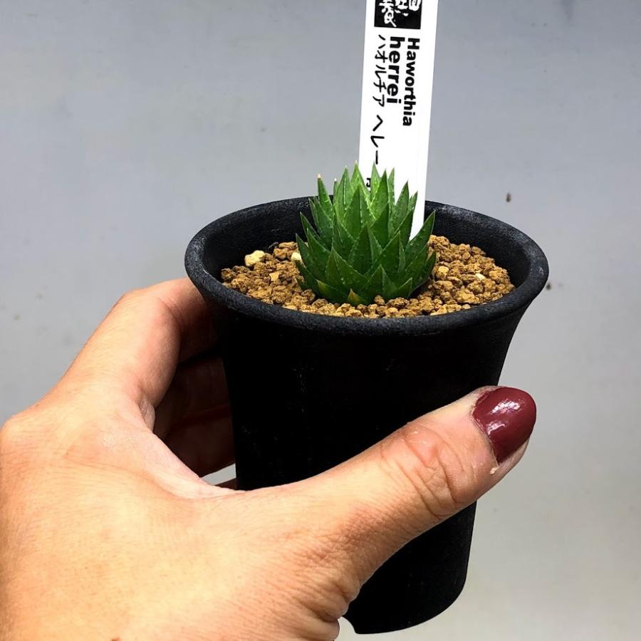 多肉植物：ハオルチア ヘレー 青瞳*幅2.5cm : s7814v : 遊恵盆栽 