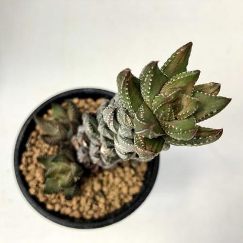 多肉植物:ハオルチア 九輪塔錦*幅3cm 現品!一品限り : 遊恵 多肉植物:ハオルチア 九輪塔錦*幅3cm 現品!一品限り : 遊恵