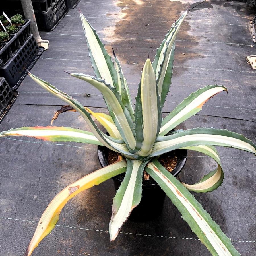 多肉植物：アガベ 華厳（ケゴン）*幅52cm 現品！一品限り