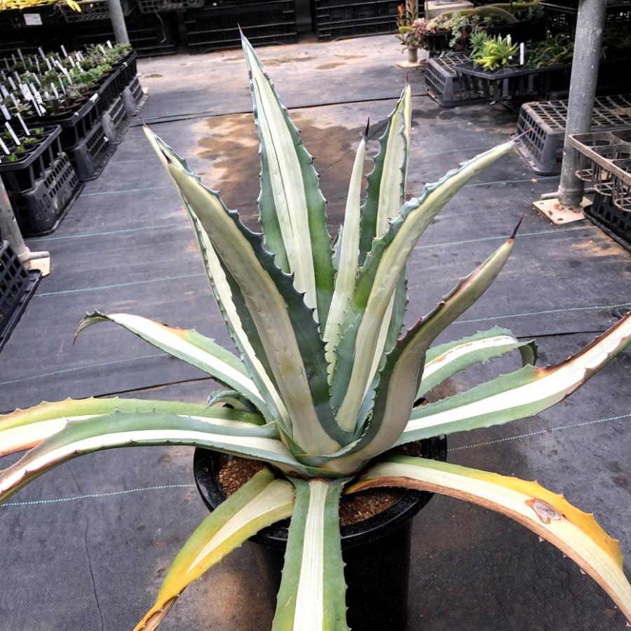 アガベ 華厳　地植えサイズ アガベ・アメリカーナ「華厳」 ※7号規格 抜き苗 | | アガベ