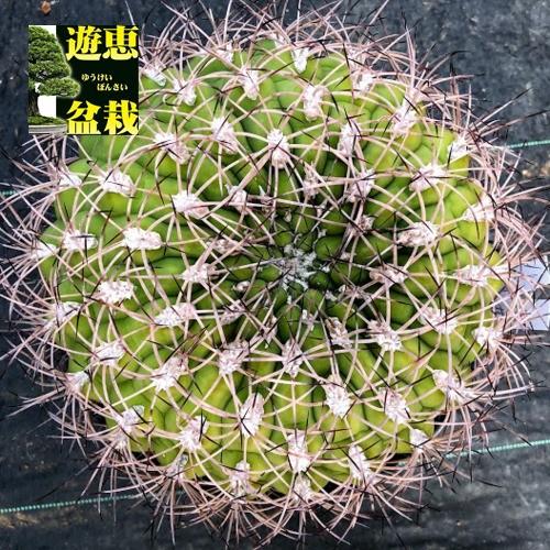 サボテン：ギムノカリキウム ティルカレンセ 新世界*幅20cm
