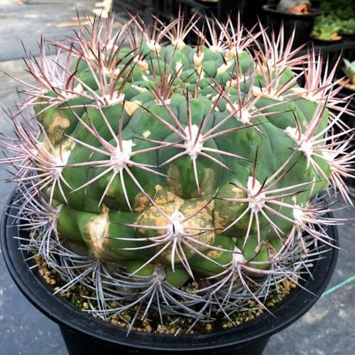 サボテン：ギムノカリキウム ゼガラエ*幅18cm 現品！一品限り ※側面