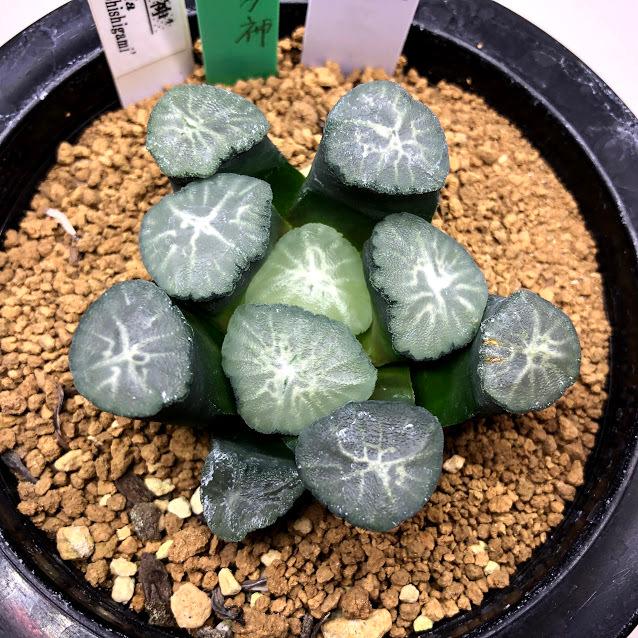 多肉植物：ハオルチア 万象 獅子神*幅6cm 現品！一品限り : 遊恵盆栽