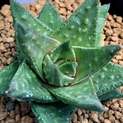 メルカリ便発送☆多肉植物 アストロロバ 多肉植物：アストロロバ フォリオロサ*幅5cm | サボテン＆多肉植物