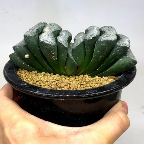 【現品　根付き】ハオルチア「コアクタータ」多肉植物　7.5㌢鉢　子株付き 多肉植物：ハオルチア 玉扇 塚原氏実生A*幅10cm 現品！一品限り