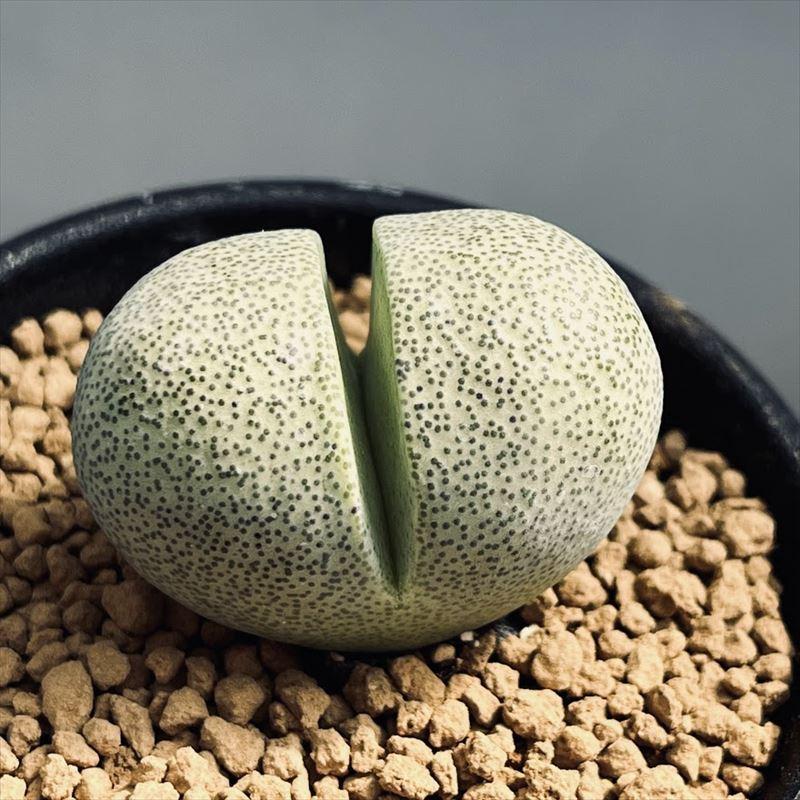多肉植物:メセン プレイオスピロス 帝玉 ネリー*幅5cm ☆赤松実生