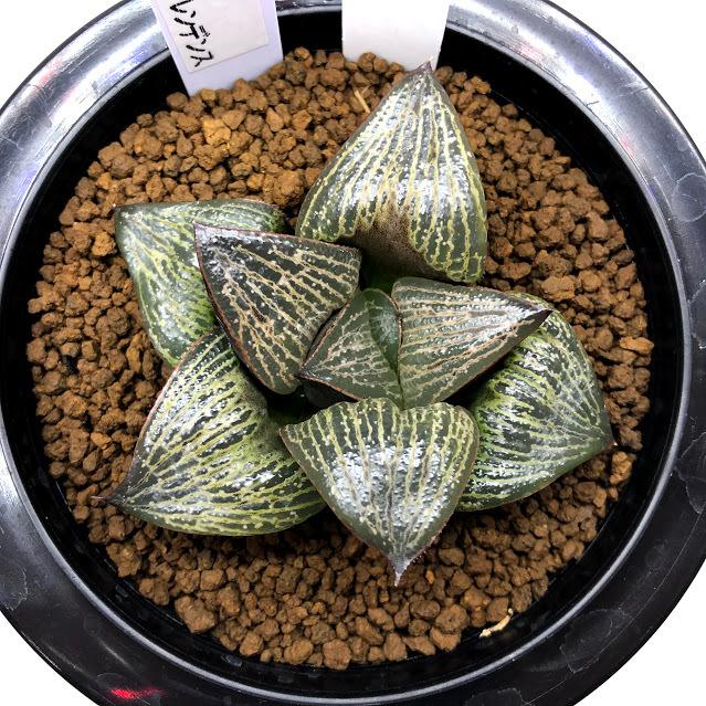 多肉植物：ハオルチア スプレンデンス*幅8cm 現品！一品限り