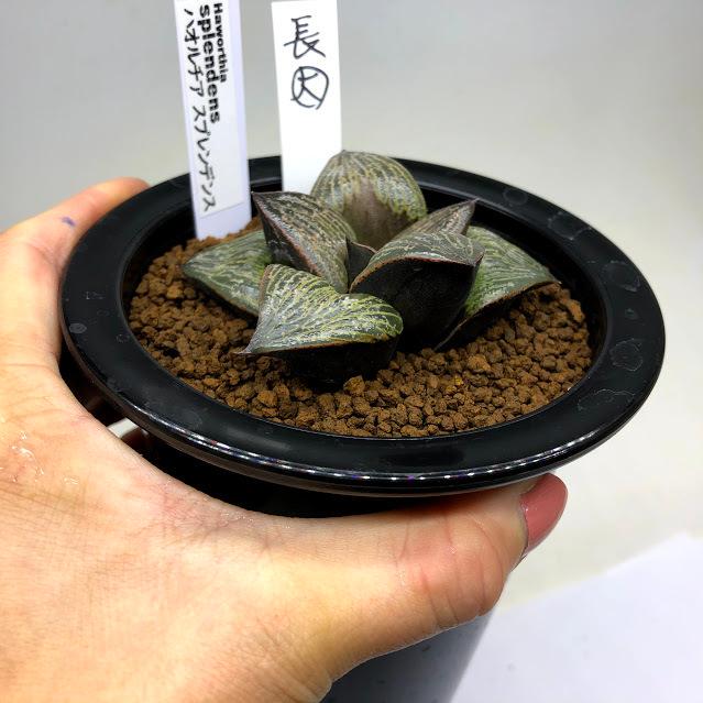 多肉植物 ハオルチア スプレンデンス ハイブリッド 3本全部抜き