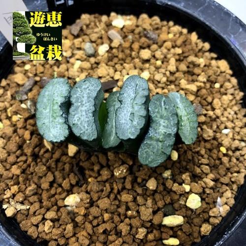 多肉植物 ハオルチア 玉扇 金子氏no 1 幅4 5cm 現品 一品限り S7871v 遊恵盆栽 Yahoo 店 通販 Yahoo ショッピング