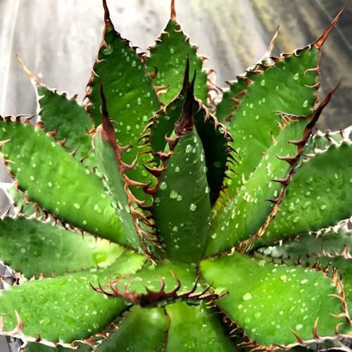 多肉植物：アガベ ホリダ*全幅22cm 現品！一品限り : 遊恵盆栽