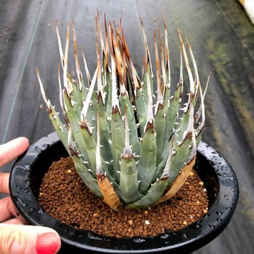 多肉植物：アガベ ユタエンシス ネバデンシス 青磁炉*幅*幅