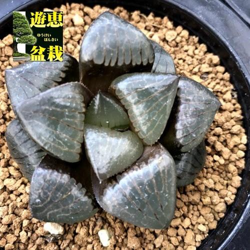 多肉植物：ハオルチア スプリング交配種 トロピカル・ナイト*幅6cm