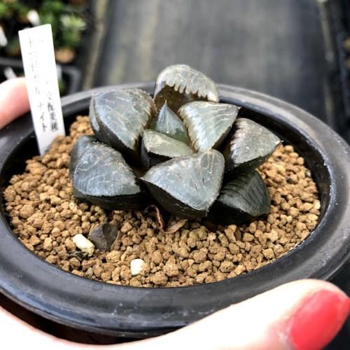 多肉植物：ハオルチア スプリング交配種 トロピカル・ナイト*幅6cm