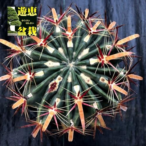 サボテン (フェロカクタス)高さ15cm 陶器鉢 観葉植物の販売・ギフトならフラワーコーポレーション / サボテン 陶器