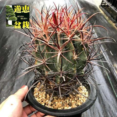 サボテン：フェロカクタス 刈穂玉*かりほぎょく*幅10cm 現品！一品