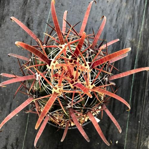 サボテン：フェロカクタス 半島神仙玉×火剣峯*幅12cm 現品！一品限り