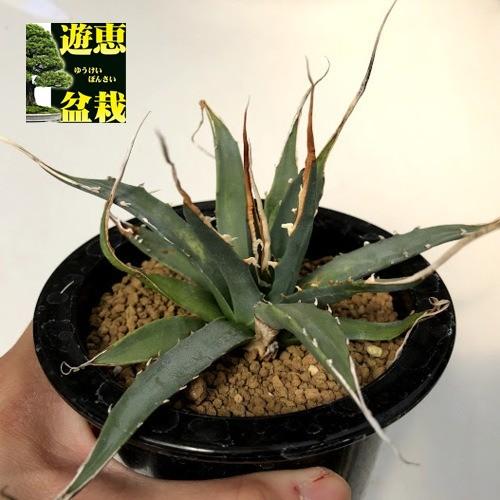 多肉植物：アガベ ユタエンシス エボリスピナ 陽炎*幅16cm 現品
